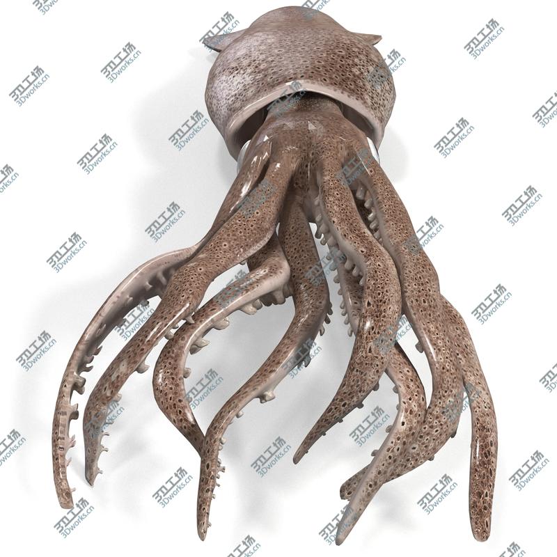 images/goods_img/202105073/Fresh Squid/5.jpg